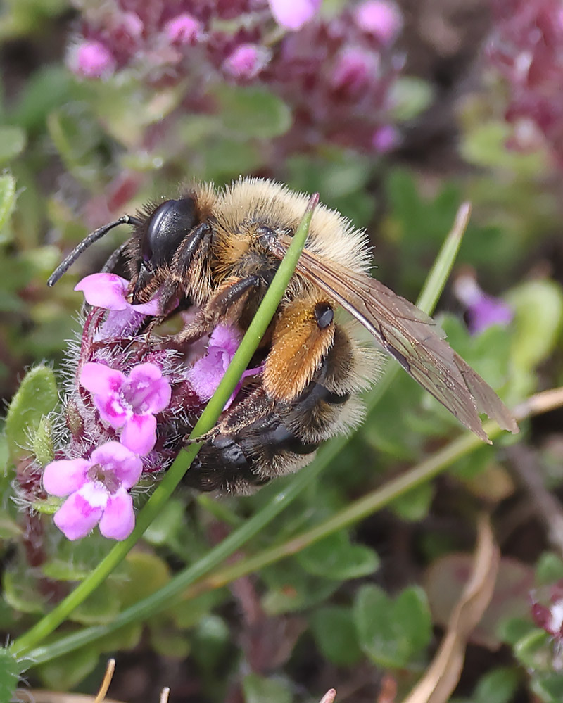 Buffish mining bee